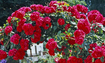 Рози с деликатни цветове | Gradinamax