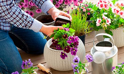 Scădere a prețurilor la flori | GrădinaMax