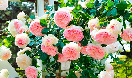 Trandafiri în nuanțe delicate | GrădinaMax